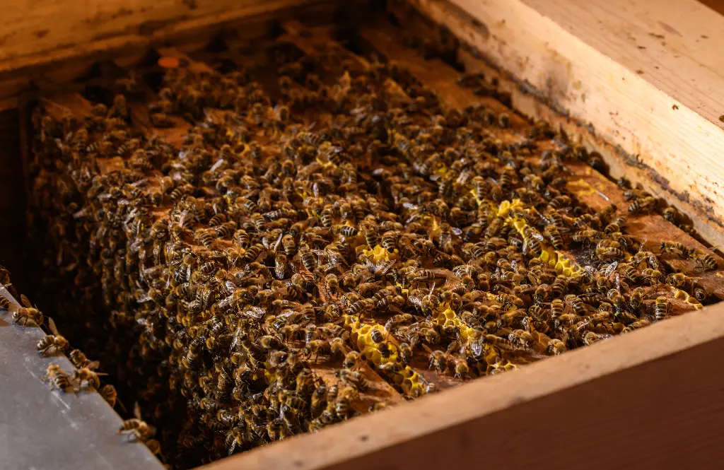 BIO Ableger, 5 Waben inkl. Königin