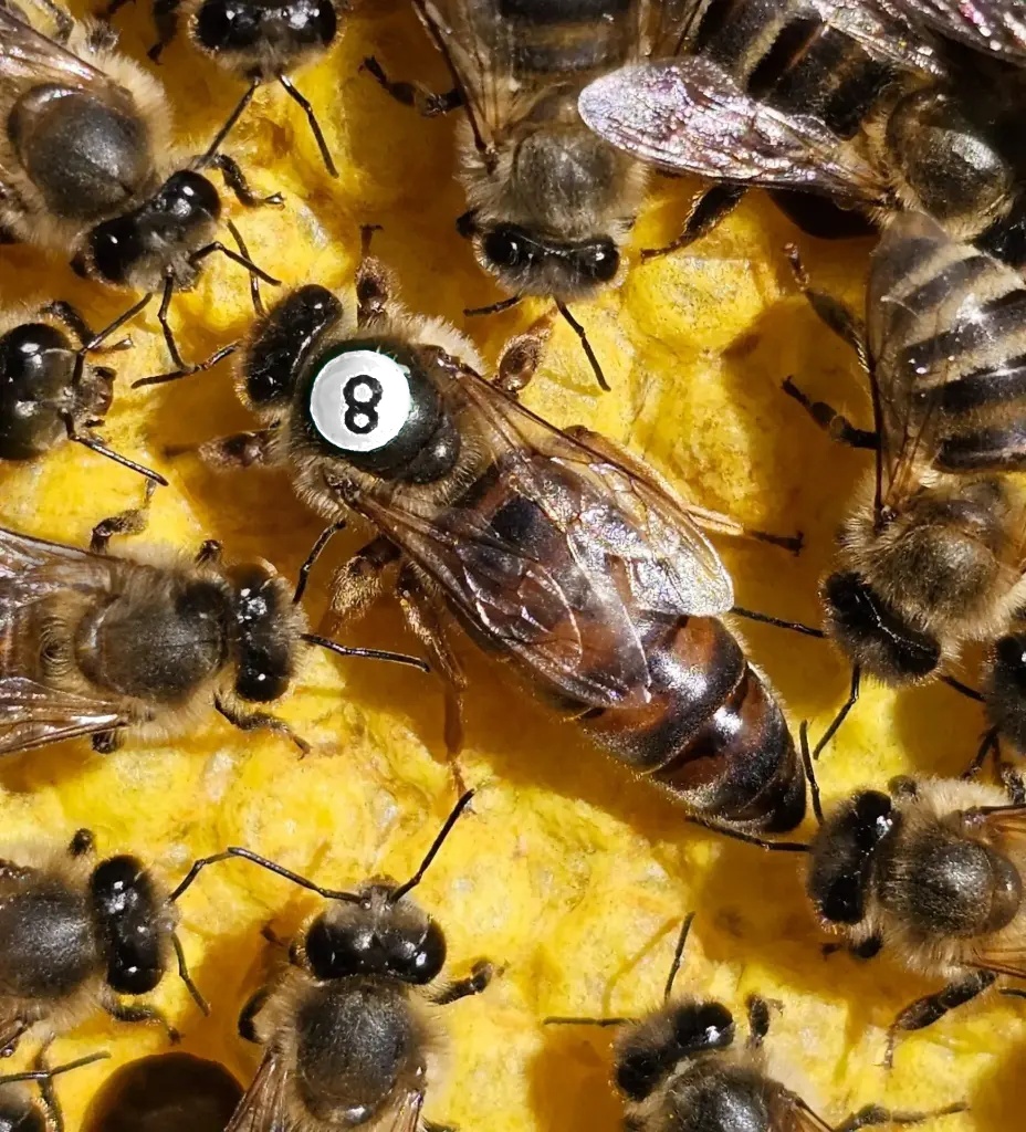 Premium-Königin 2026, Belegstelle, CARNICA, Bio