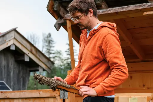 BIO Wirtschaftsvolk, Carnica inkl. Königin, Varroabehandelt, Abholung ab 18.07.2026