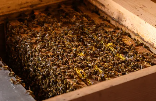 BIO Ableger, 3 Waben inkl. Königin
