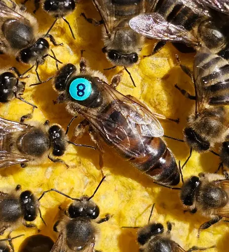BIO Königin F1 2025, CARNICA